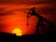 Rozbřesk: OPEC+ snižuje produkci, ropu chce na 100 USD/barel