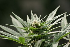 Jak americká legalizace marihuany může pomoci proti mexickým drogovým kartelům