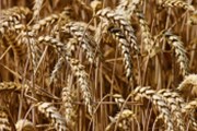 ČSÚ: Sklizeň obilí meziročně klesne o 7,5 procenta, úroda řepky stoupne