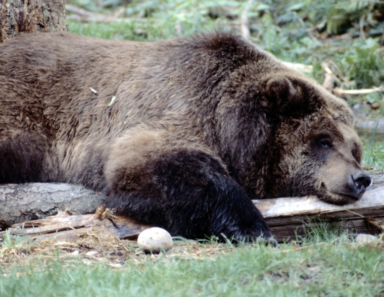 Lepší Cerberus, než být v náručí medvěda?