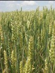 FAO snížila kvůli počasí odhad sklizně obilí pod úroveň spotřeby