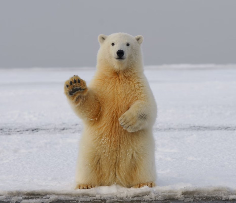 Akciový medvěd Wilson očekává ve čtvrtém kvartálu pokles firemních zisků, než dojde k oživení v příštím roce