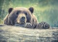 Investiční výhled na druhé pololetí - Čekání na odchod medvěda: Zhodnocení prvního pololetí