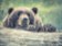 Investiční výhled na druhé pololetí - Čekání na odchod medvěda: Zhodnocení prvního pololetí