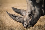 Co ještě udělat na záchranu nosorožců černých? Třeba koupit si dluhopis…
