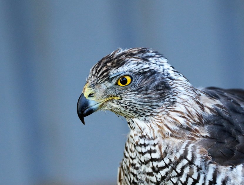 Neústupnost Fedu tlačí výnosy vzhůru a znervózňuje investory