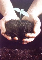 Sojaprotein - 2Q09 earnings preview