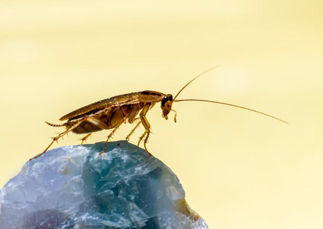 Když se objeví jeden šváb... Zions a Western Alliance hlásí úvěrový podvod, banky padají