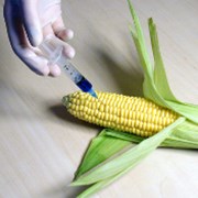 IPO Watch - producent geneticky modifikovaných plodin ze seznamu MIT50 jde na burzu