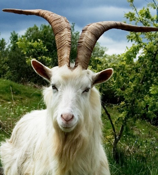 Kozel zahradníkem…