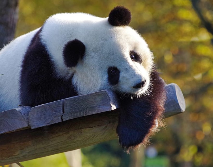 USA označily Čínu za největší geopolitickou výzvu 21. století