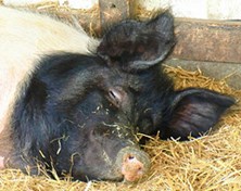 Pig in a poke or Russia’s shale boom