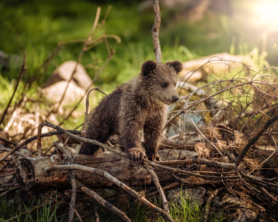 Čínské akcie padají do medvědího trhu. Tíží je akcie Alibaby i Tencentu