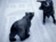 Technická analýza: Ropní medvědi potvrzují svou nadvládu