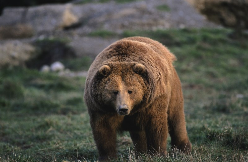 Wall Street: Medvědi se opět probouzí