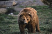 Wall Street:Parket bude dnes opět patřit medvědům