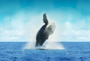Bloomberg: Během léta 2020 se z drobných investorů staly velryby