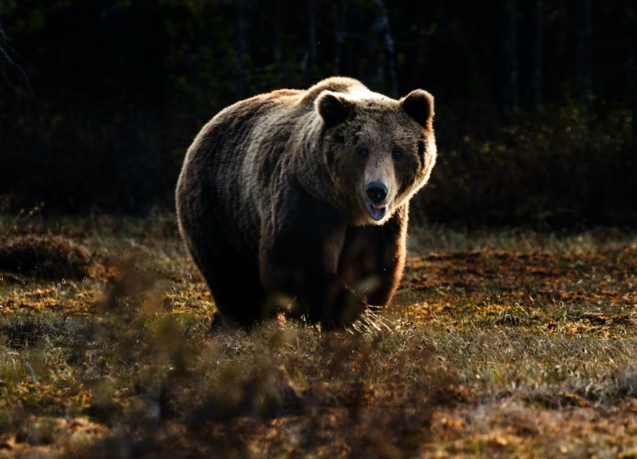Akcie jsou v dlouhodobém medvědím trhu, domnívá se Gundlach