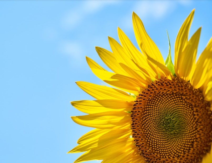 Rusko zvažuje znárodnění západních podniků, pohrozilo přerušením dodávek plynu