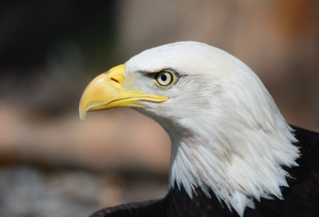 Měnová politika by neměla jet na autopilota, upozorňuje Bullard z Fedu