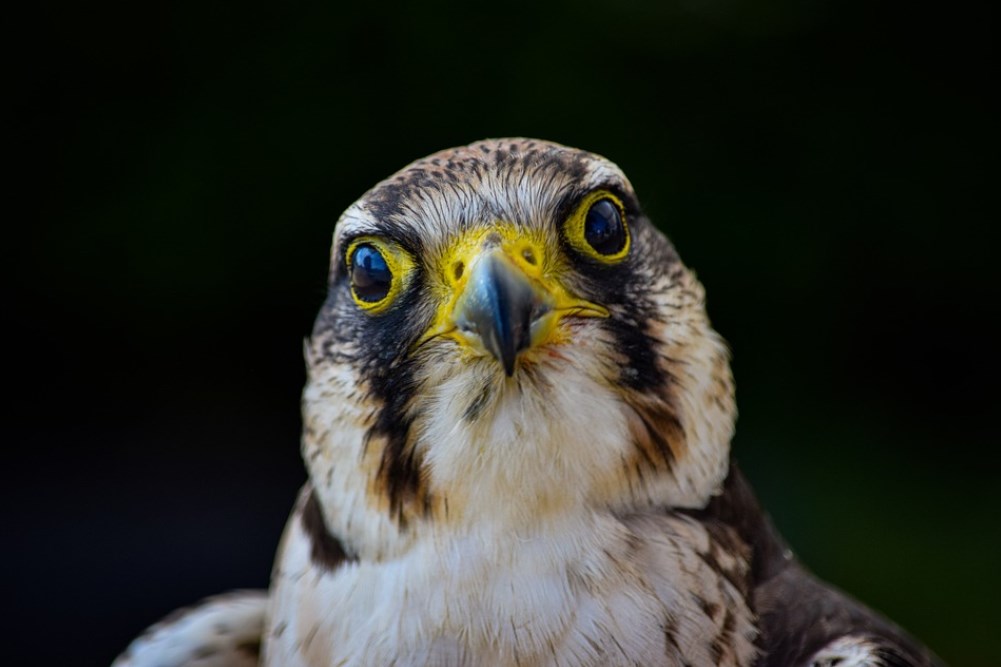 Rozbřesk: Naroste počet jestřábů v bankovní radě ČNB?