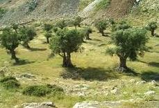 WSJ: Sucho, deště a čínská poptávka tlačí vzhůru ceny mandlí