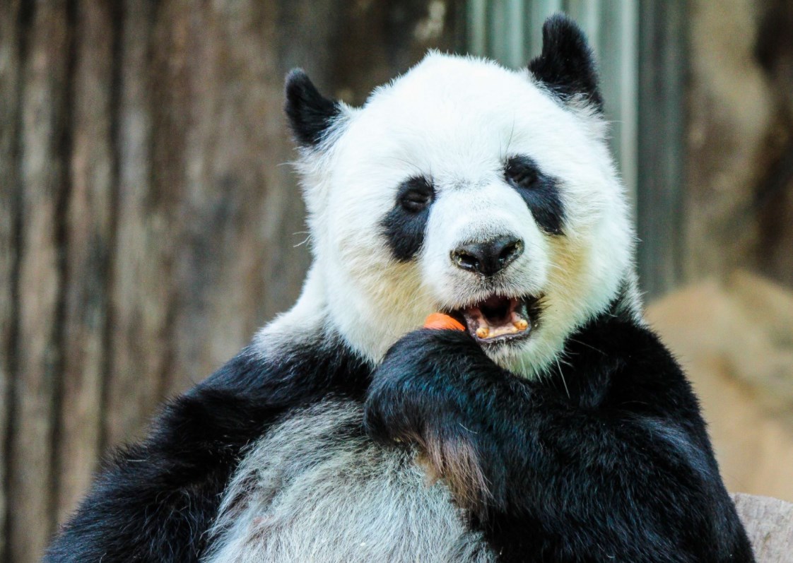 MMF: Čínská ekonomika dál oživuje, letos vzroste o 7,9 procenta