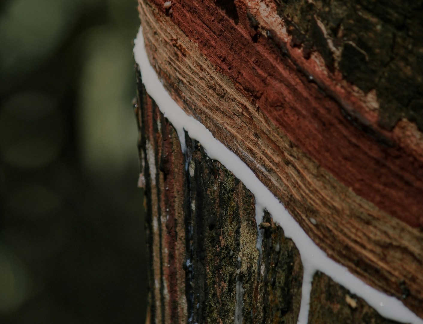 Víkendář: Kdyby bylo k dispozici více kaučuku, mohla skončit válka dříve?