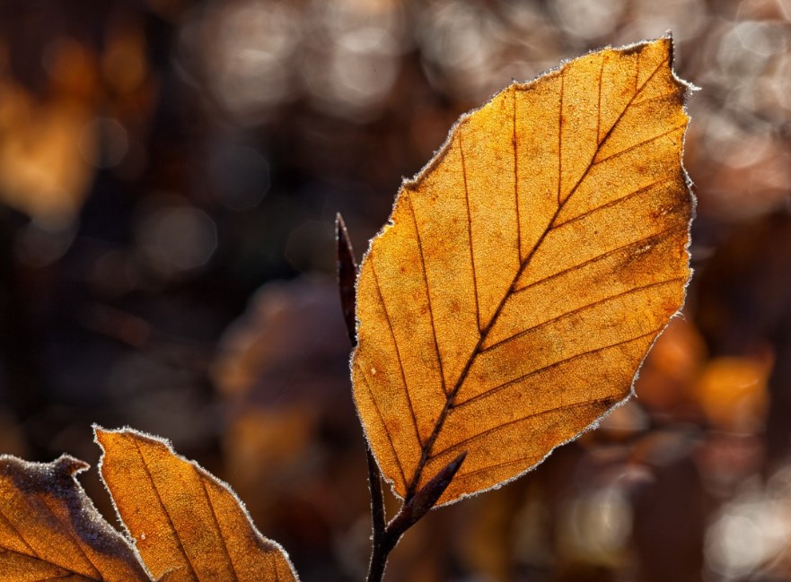 Rozbřesk: Listopadové podnikatelské nálady pomohou výnosům rozluštit dilema, zda padat ještě dál dolů