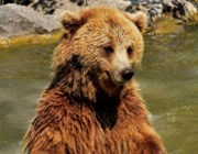 Probouzejí se na dluhopisech medvědi?