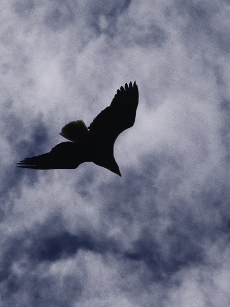 Ukraine Versus the Vultures