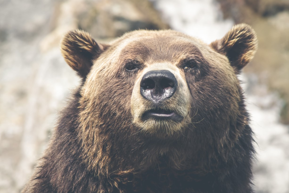 Rally medvědího trhu končí, varuje hlavní stratég Morgan Stanley