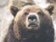Rally medvědího trhu končí, varuje hlavní stratég Morgan Stanley