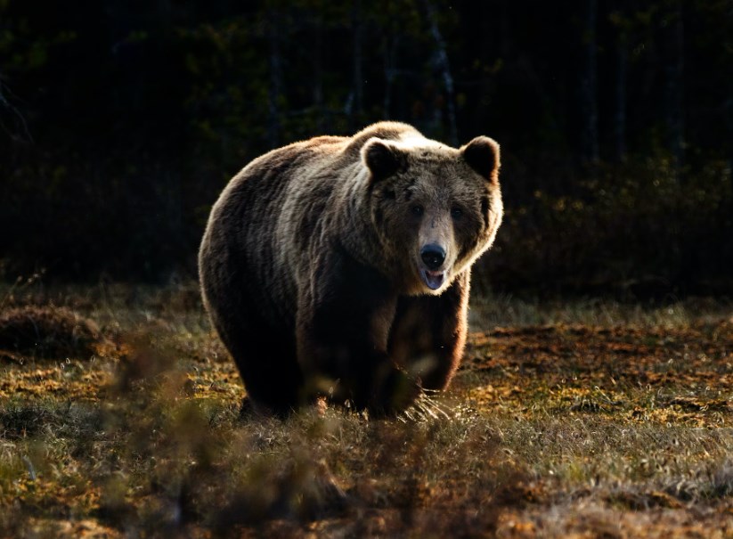 Býčí scénář pro letošní rok má na zádech velkého medvěda, varuje Bloomberg