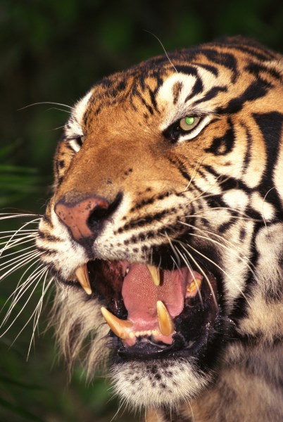 Kdo sedí na tygrovi?