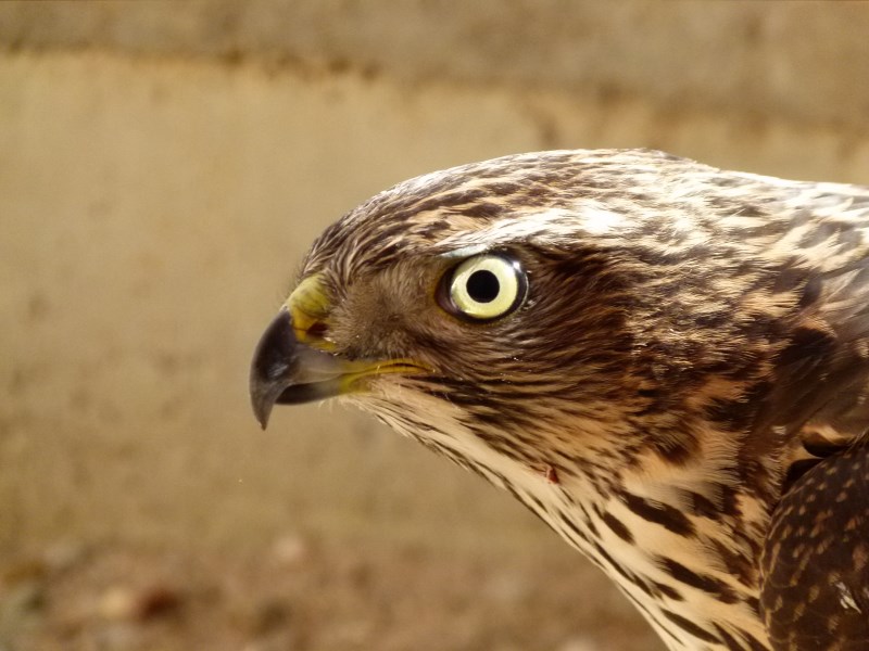 Rozbřesk: ČNB by dnes měla zvýšit sazby a zveřejnit předpokládaný vývoj koruny