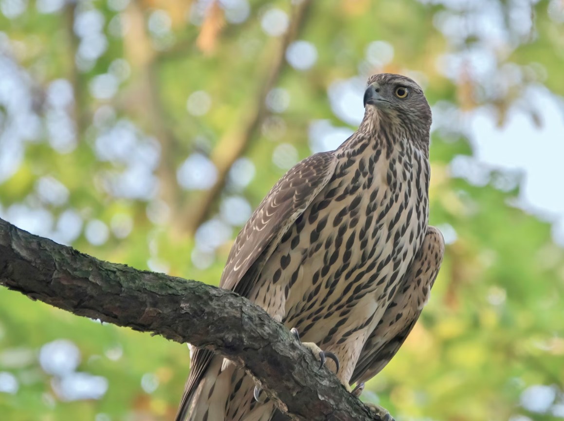 Jestřábi tlumí nadšení investorů, akcie pokračují dolů