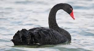 Objeví se příští černá labuť v Číně?