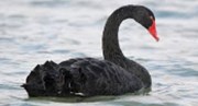 Objeví se příští černá labuť v Číně?