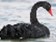Objeví se příští černá labuť v Číně?