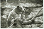 Nejsou „medvědi“ jako medvědi… Bear Stearns podpořil „býky“