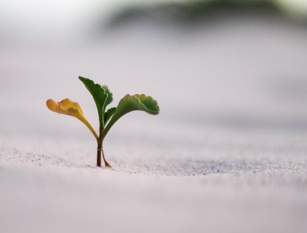 Před bankovními výsledky akcie přecházejí k opatrnému růstu