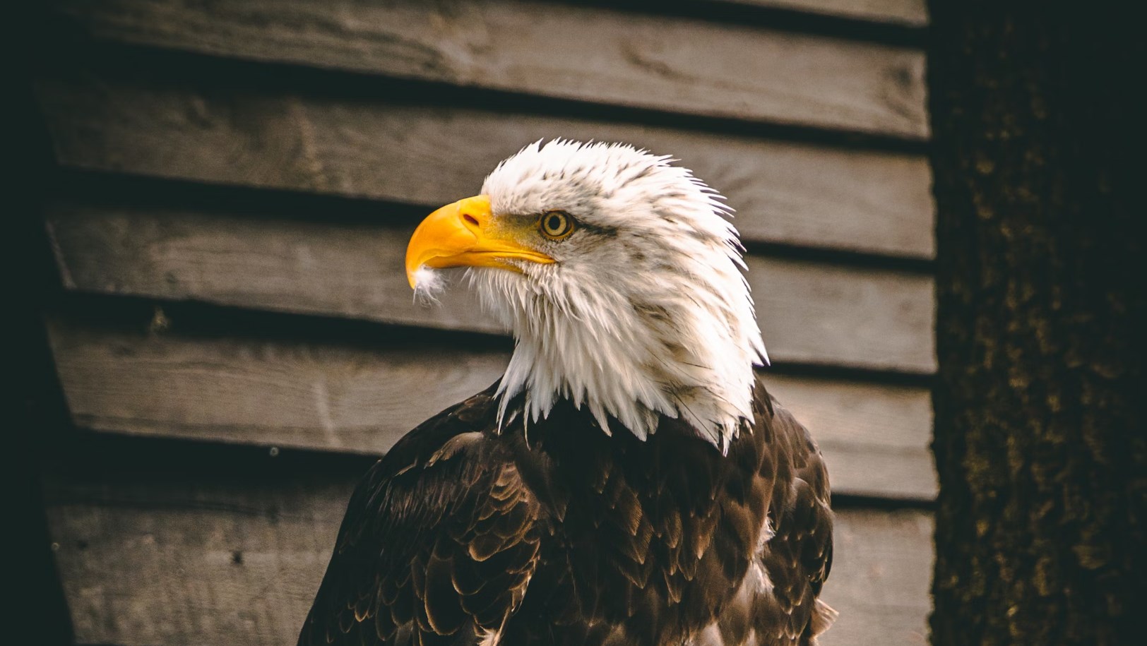 Rozbřesk: Nový výhled na Fed počítá se zvýšením sazeb ještě dvakrát o 25 bps a dost