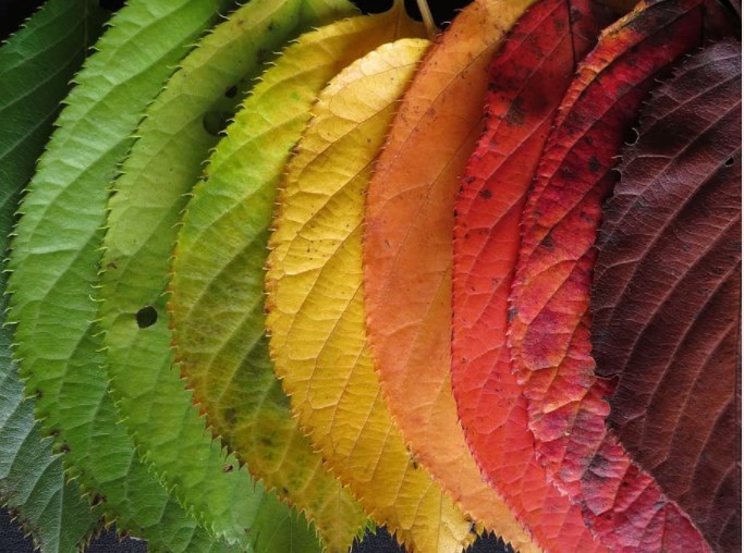 Zřejmé a ne tak zřejmé změny ve světové ekonomické aktivitě