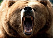 Takto vypadá medvědí trh!