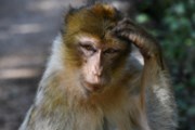 Rozbřesk: Opice v Thajsku bez práce, aneb o povaze šoků