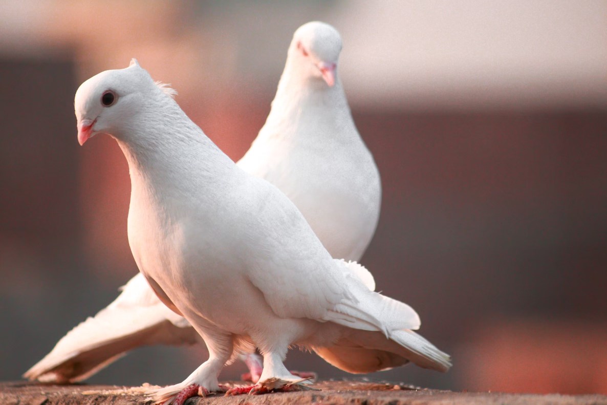 Rozbřesk: První opatrný pokles sazeb již v tomto roce?