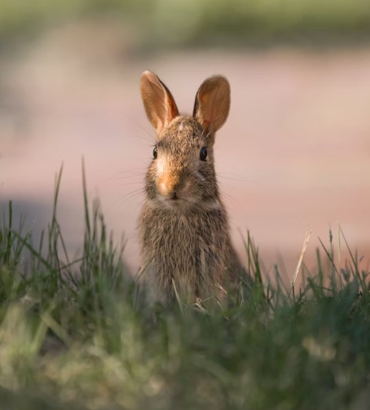 Přehled (ne)obchodování na trzích přes Velikonoce 2026
