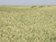Monsanto souhlasí s převzetím Bayerem Monsanto souhlasí s převzetím Bayerem