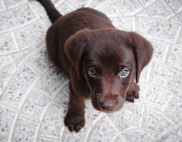 Vláda projedná přechod na PES 4, jednání o brexitu budou pokračovat a USA schválily vakcínu